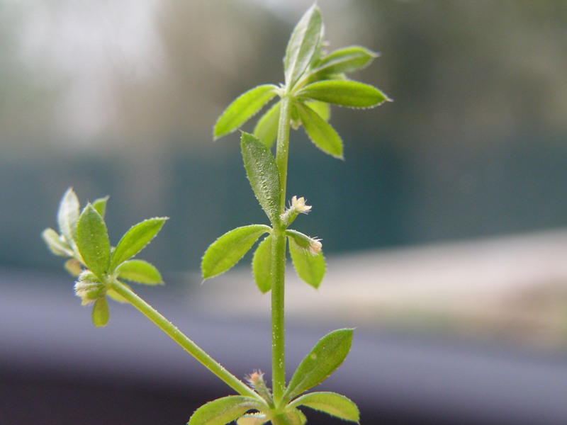 Galium aparine L.